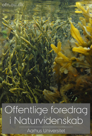Foredrag: Tang_poster
