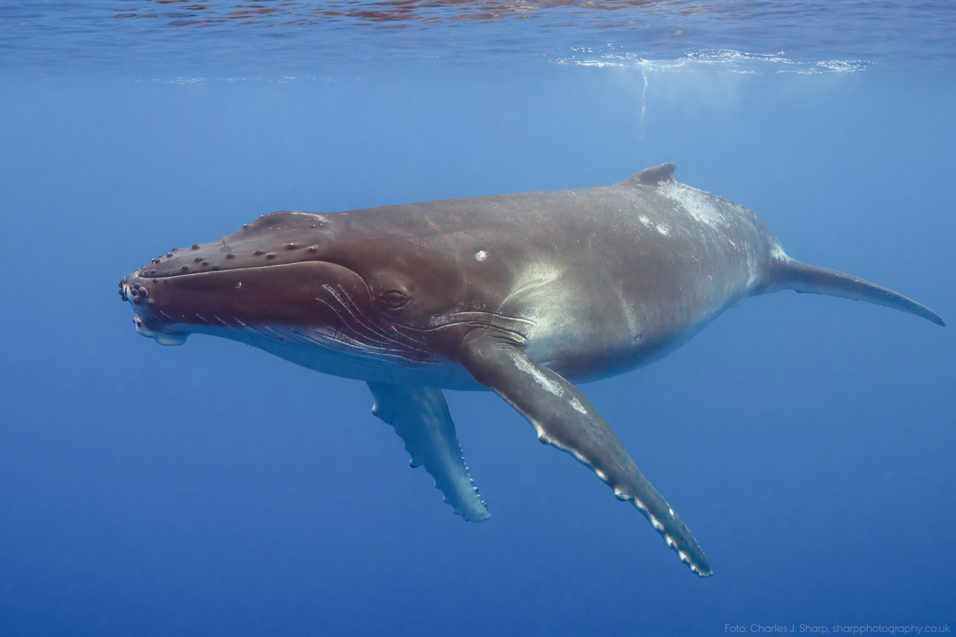 Foredrag: Med havets kæmper på jagt_slide_poster