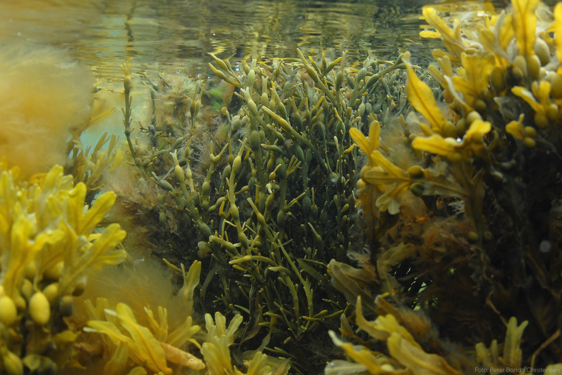 Foredrag: Tang_slide_poster